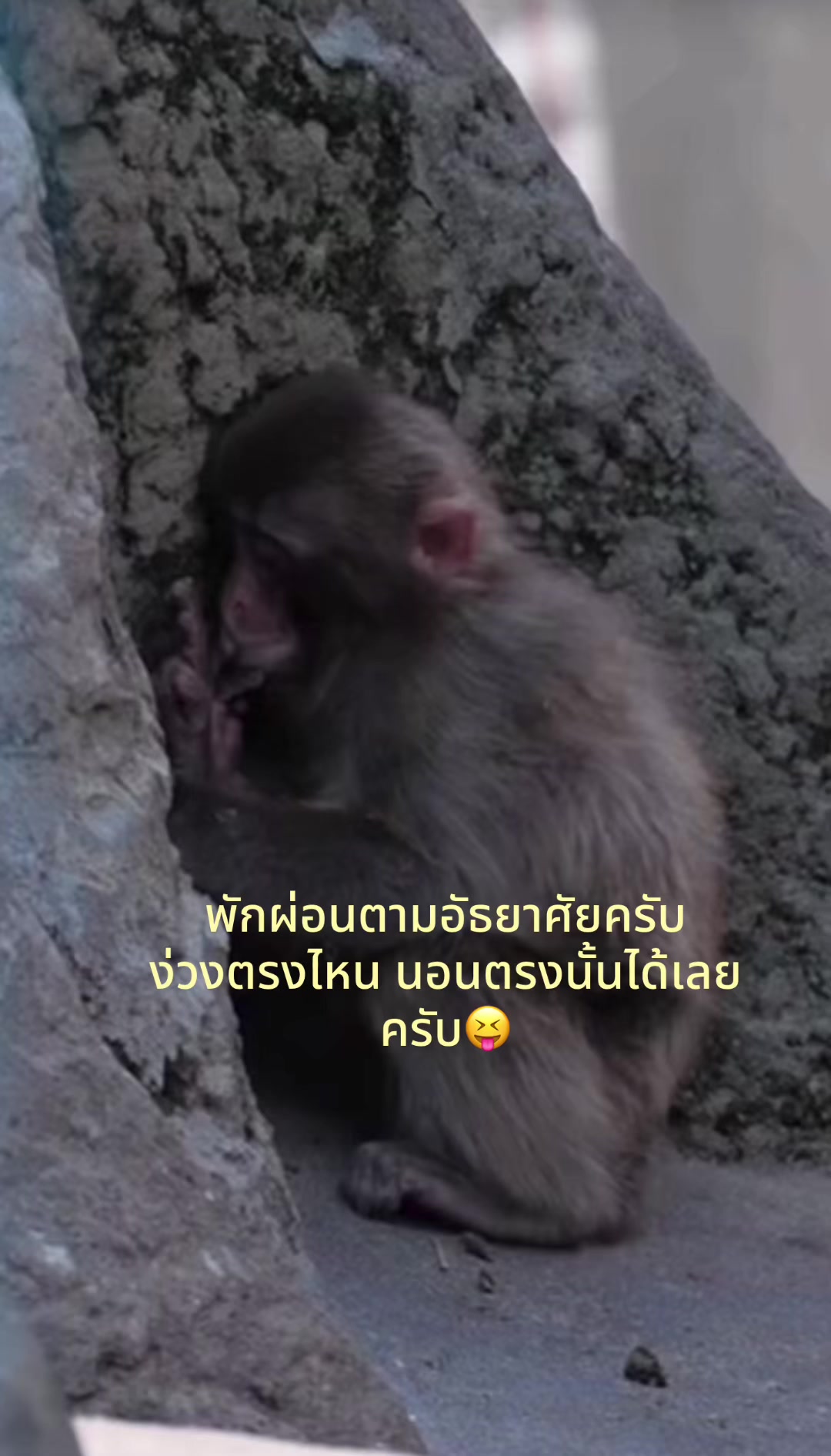 @mymint_teamwang