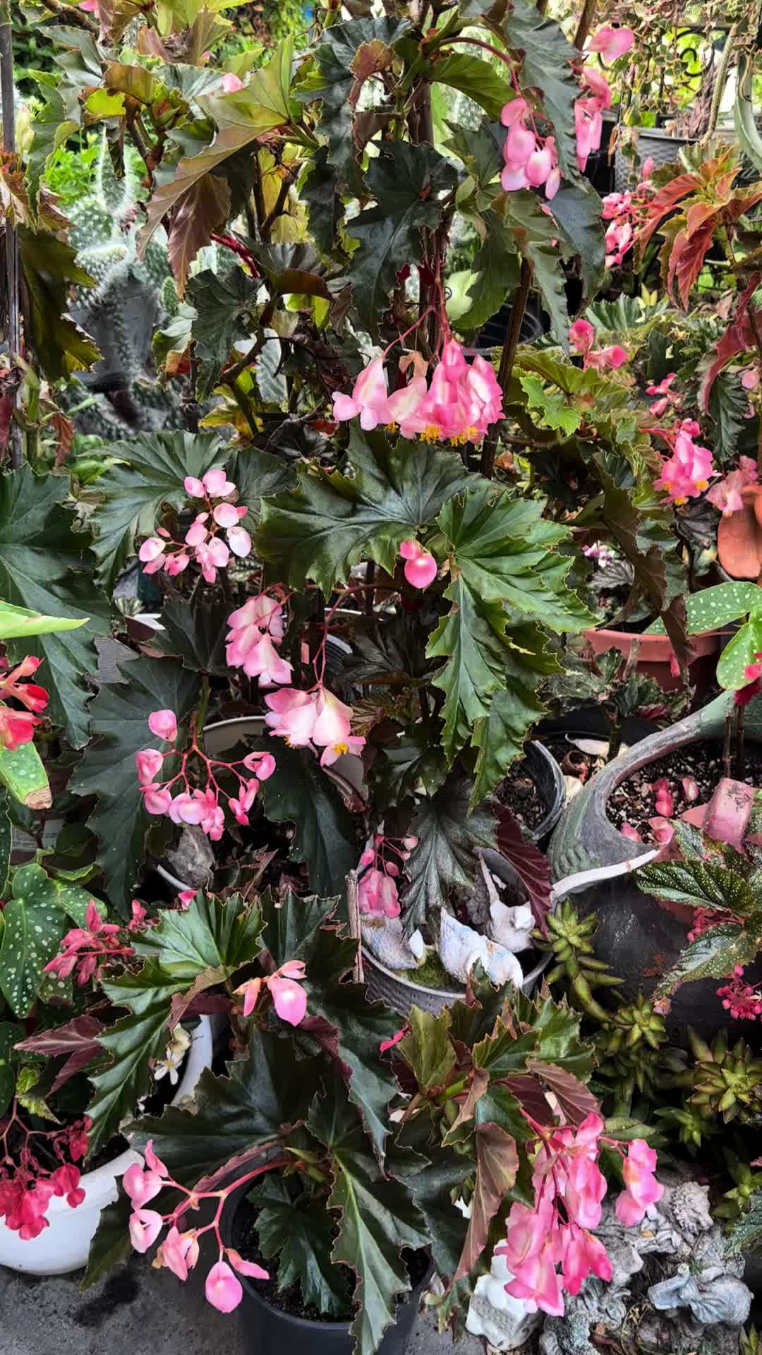 @RemesGarden