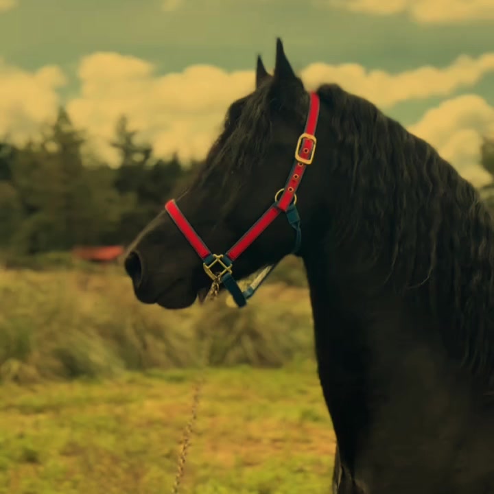 @ganader&iacute;a🐮 y caballo🐴☠️