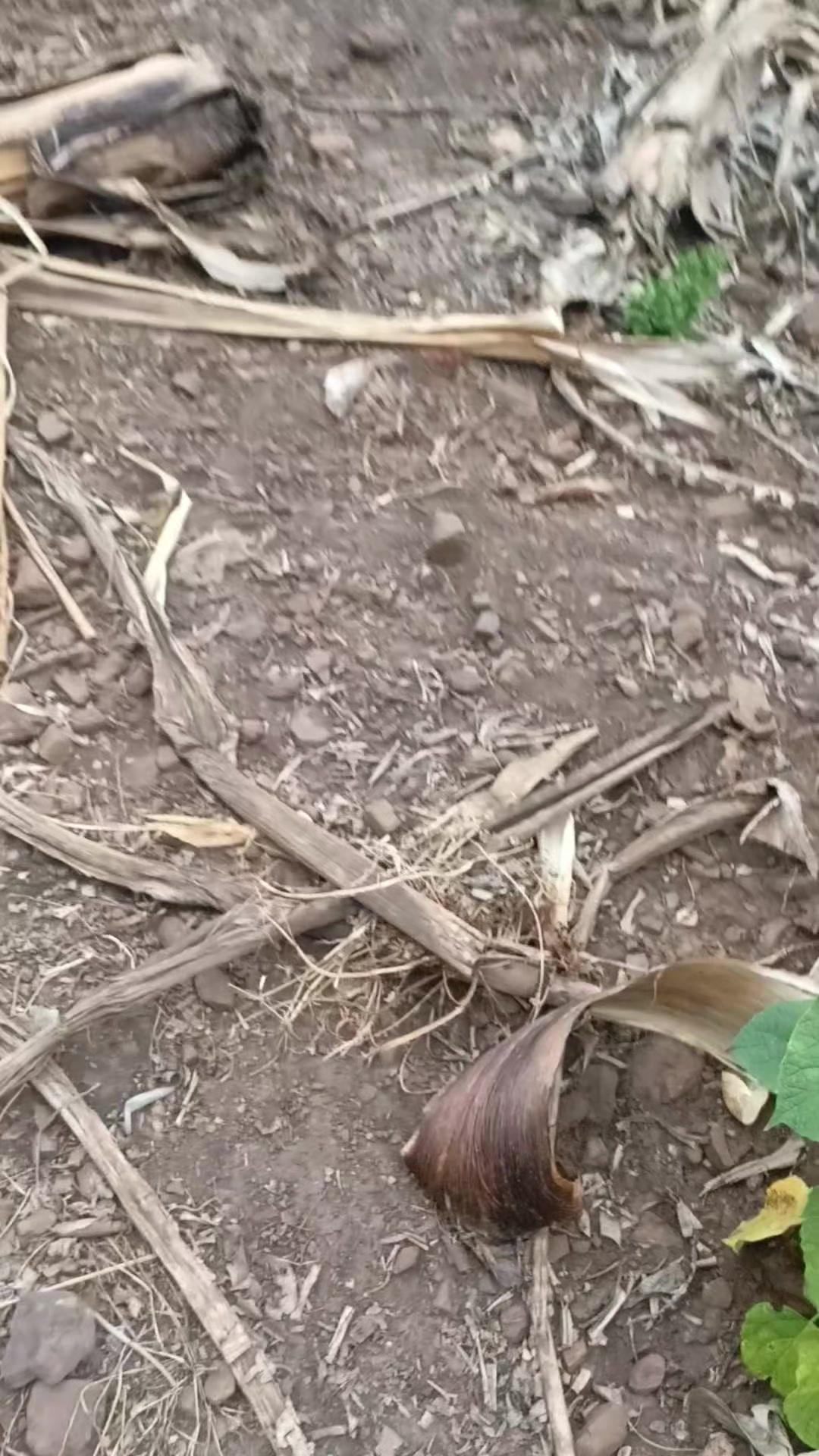 @LENZ NZANGA CYANGABO 96