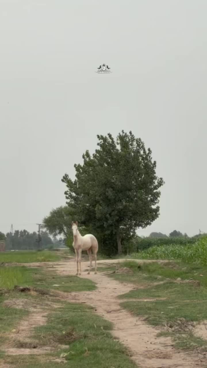 @Ishq_e_ghora 🐎