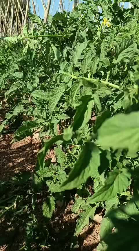 @havva g&uuml;m&uuml;ş