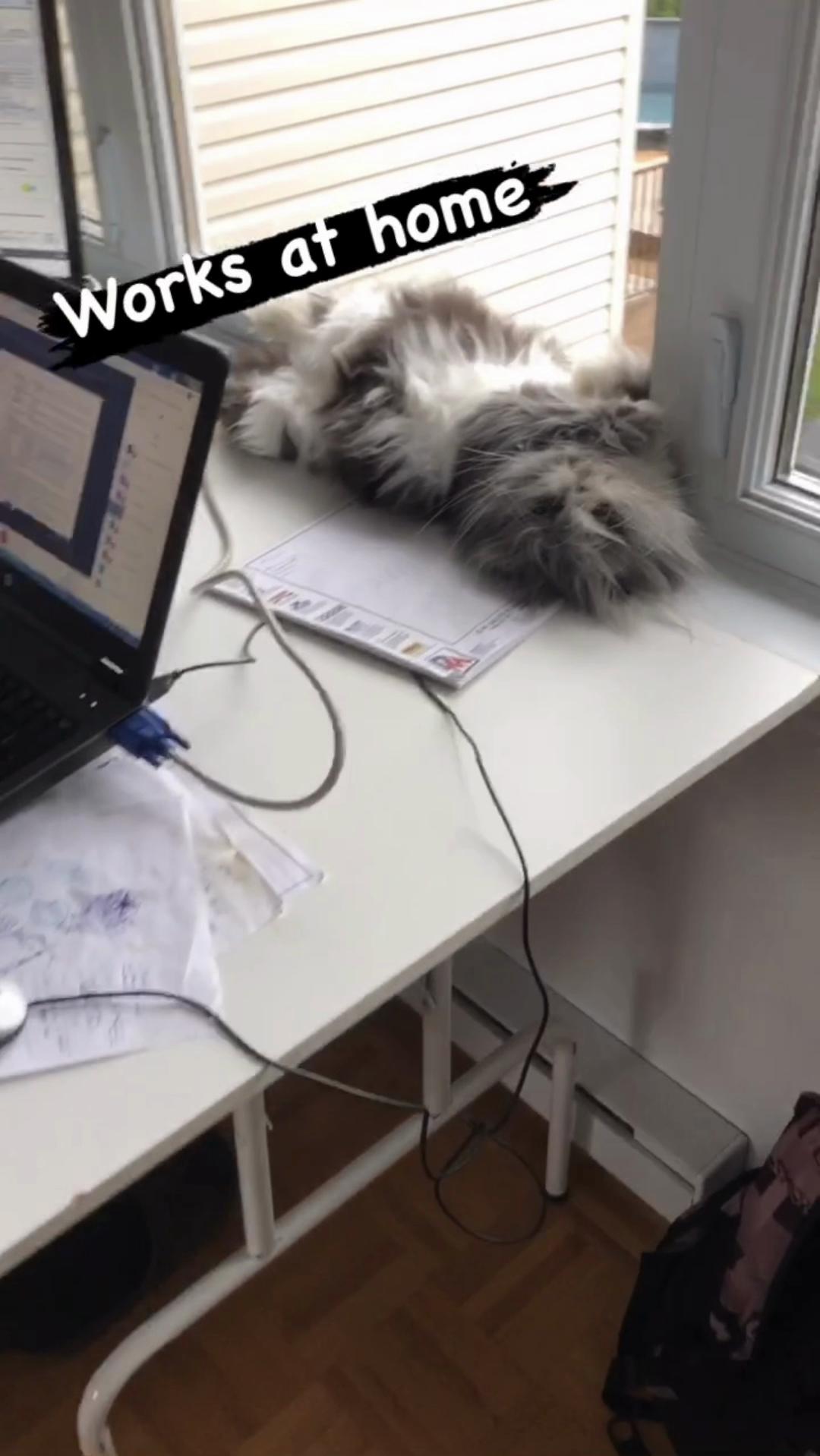 @atchoumthecat