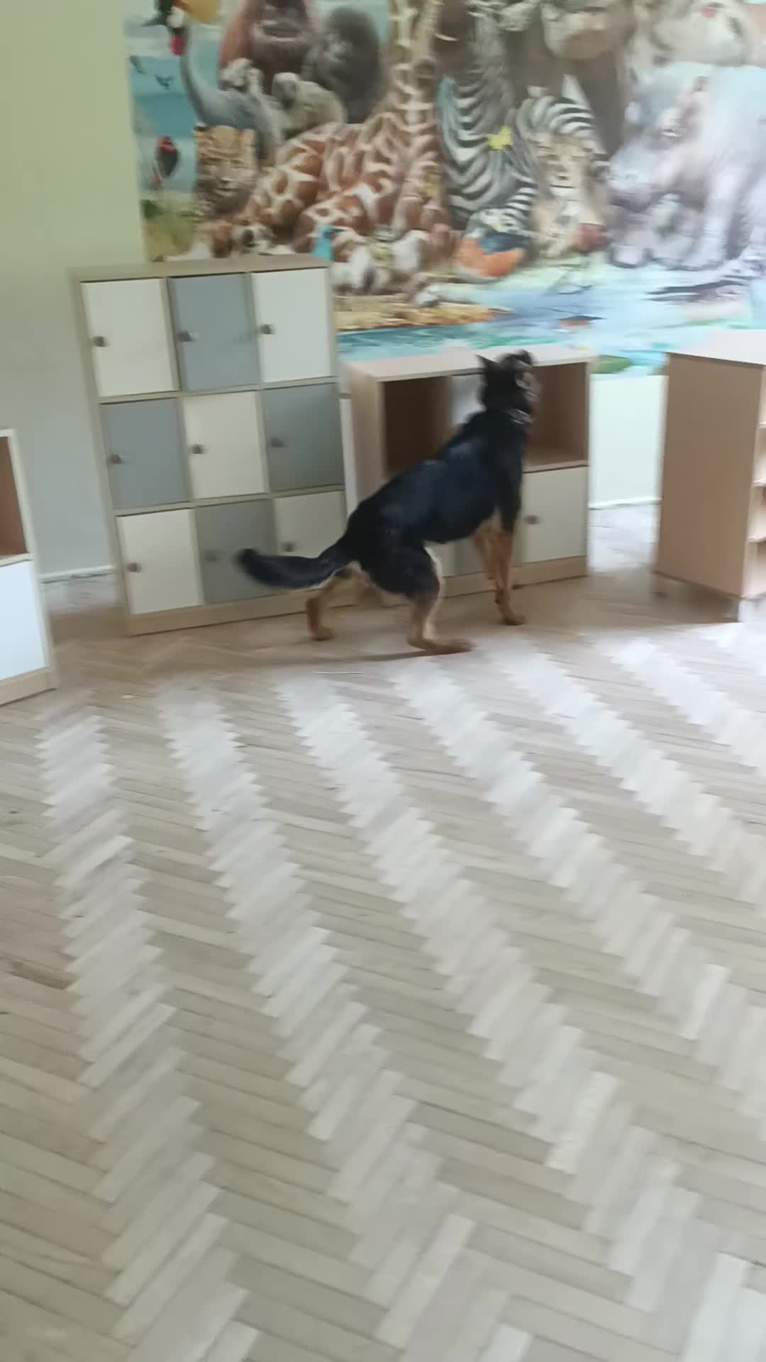 @K9 Working Wolf