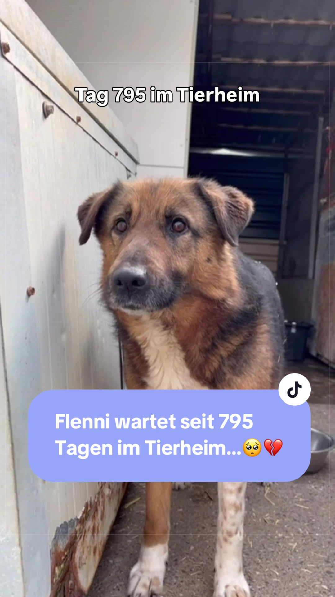 @Tierseelen 🐕