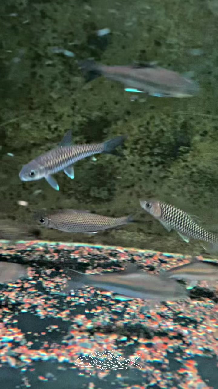 @Wild Predator Aquatic