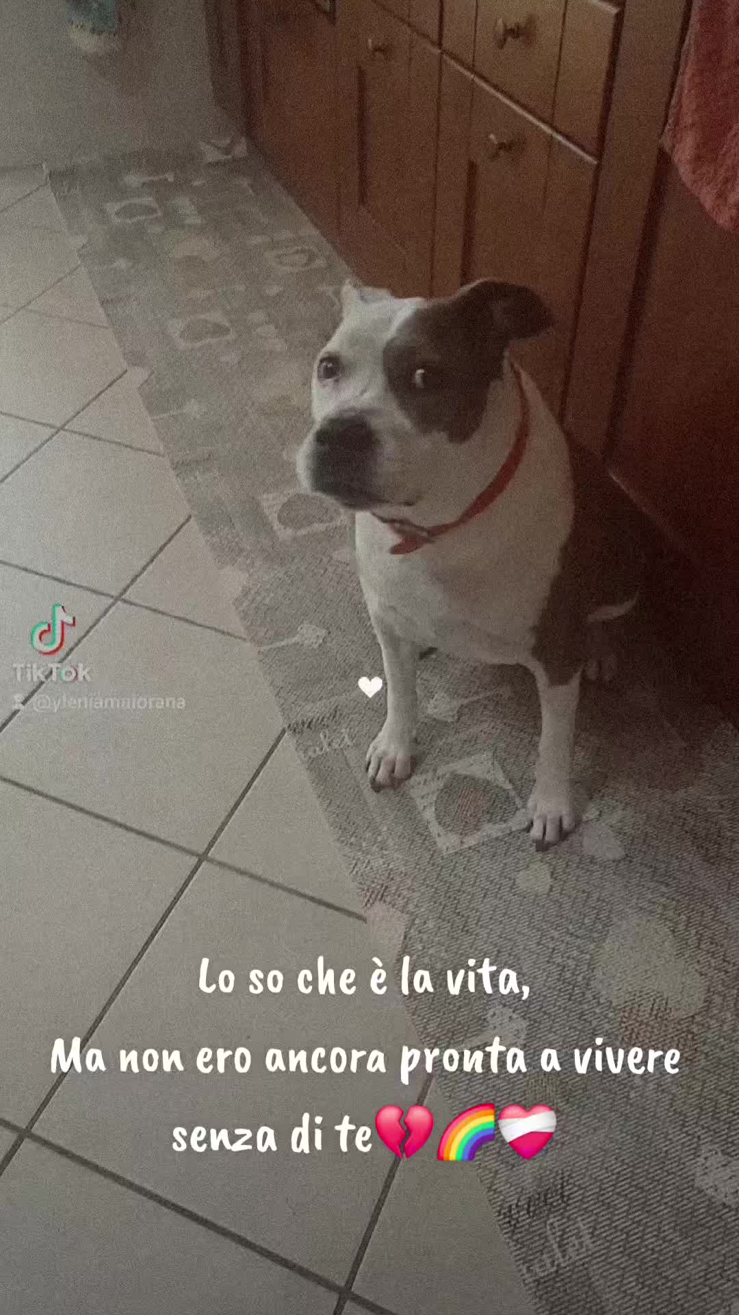 @ylenanetta