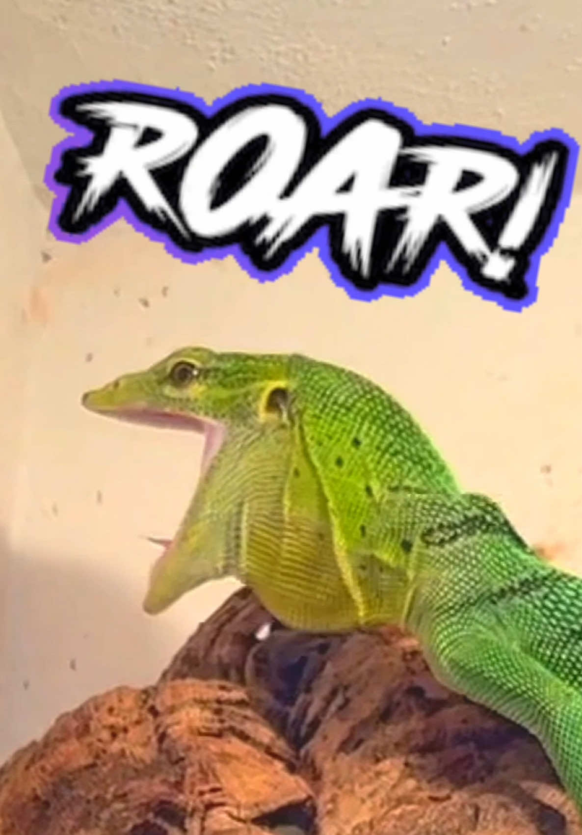 @Tommys_reptiles