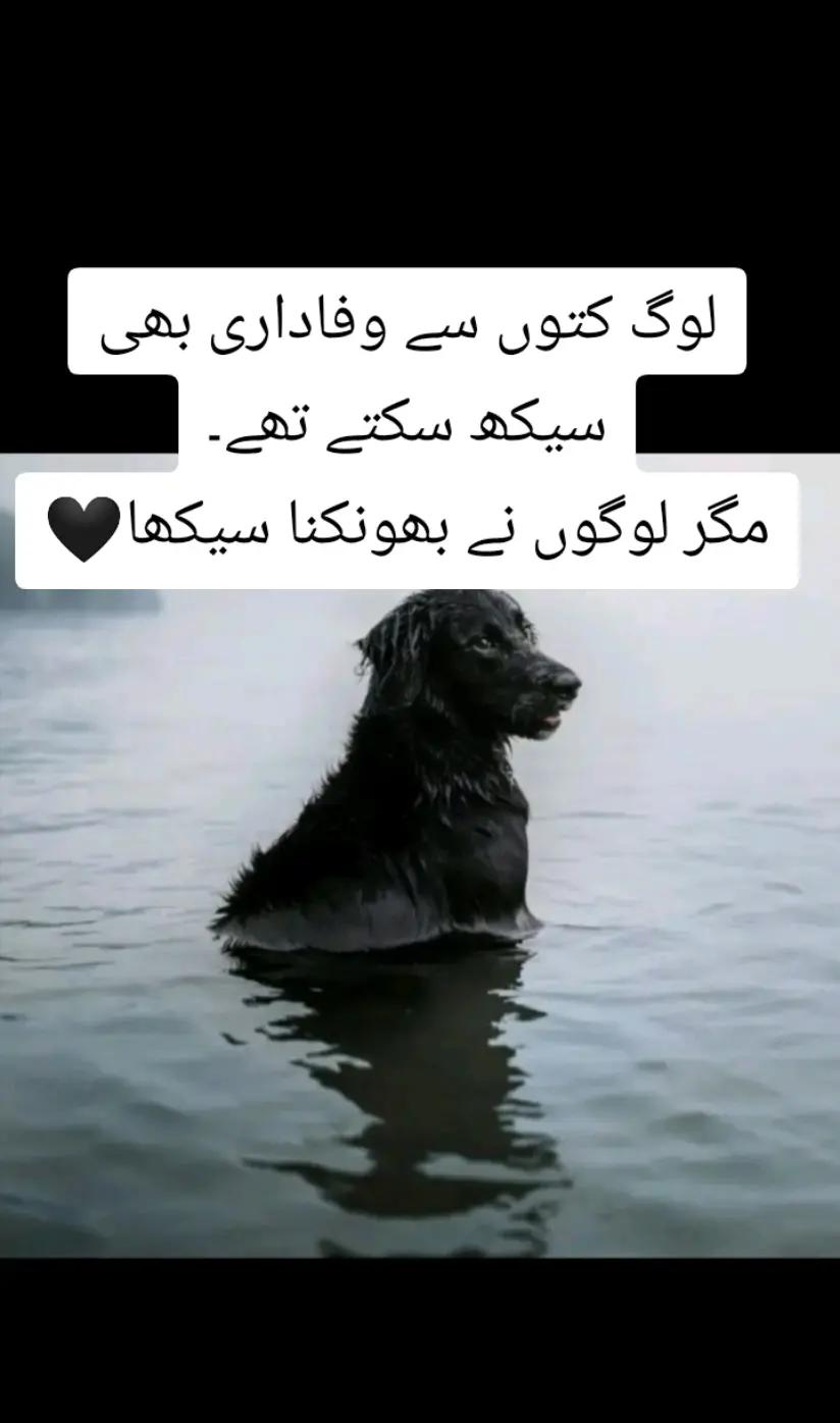 @shehzadi g😎