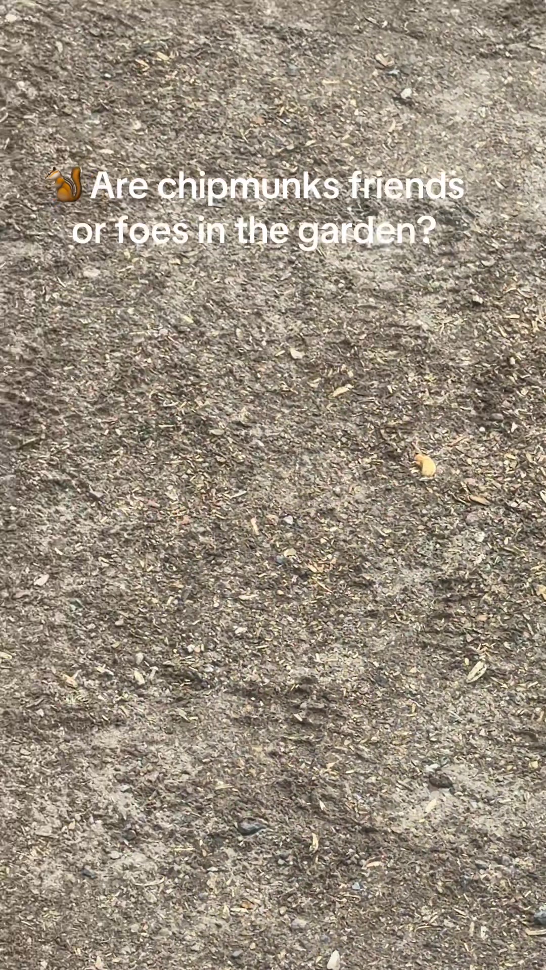 @Fauzia garden Lover