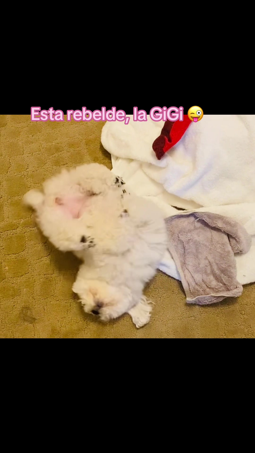@profetrivella
