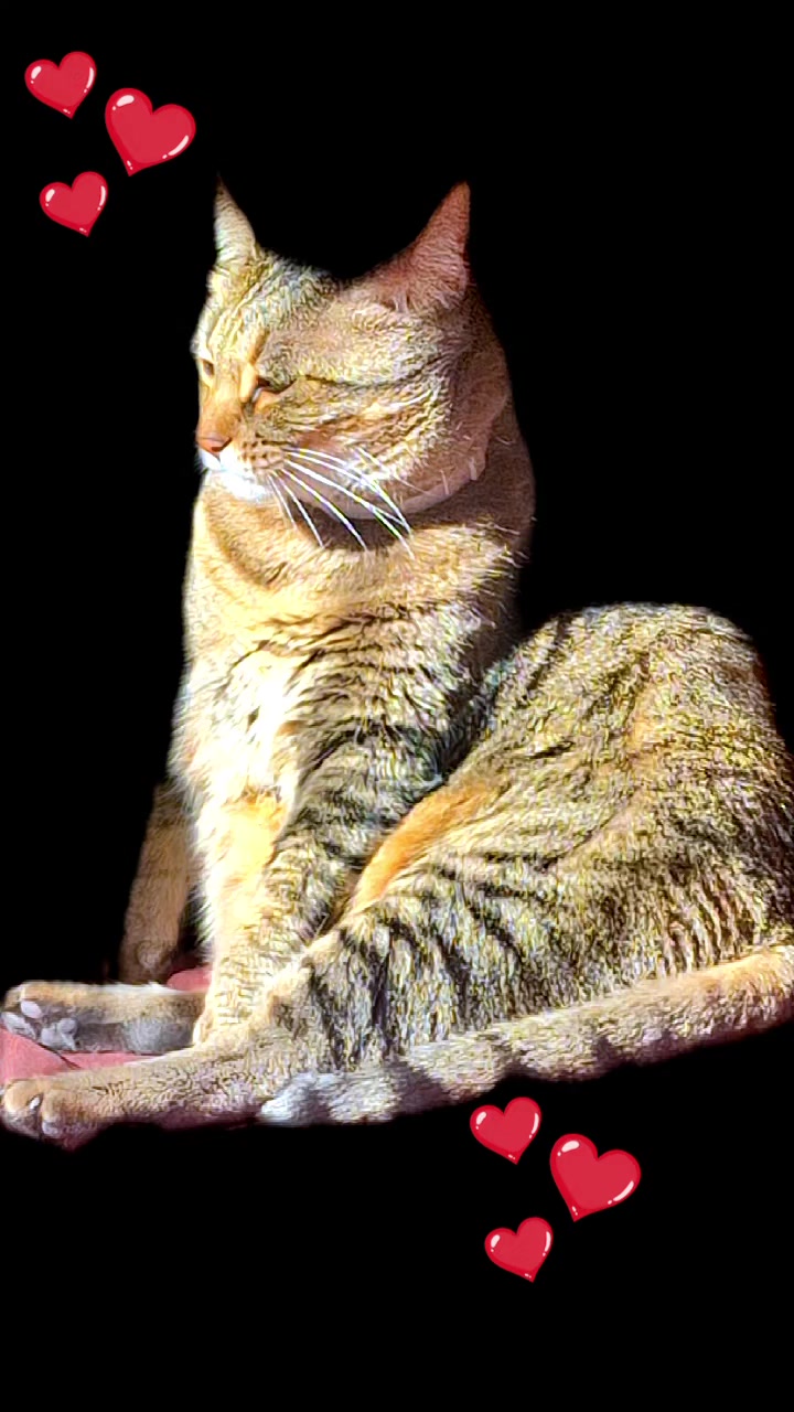 @MagdaAmoAnimais😾🐶🕊🐅🐍🐢🦜