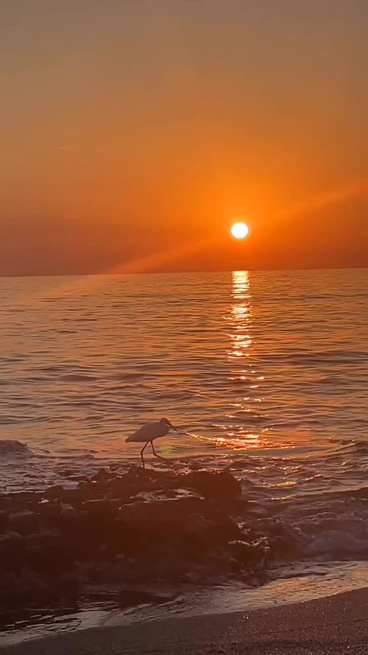 @꧁༺ 𝓝𝓲𝓴𝓪𝓝 ༻꧂