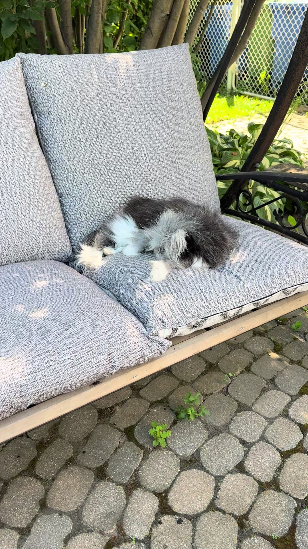 @atchoumthecat