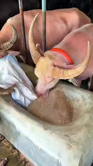 @গরুর ঘর🐄