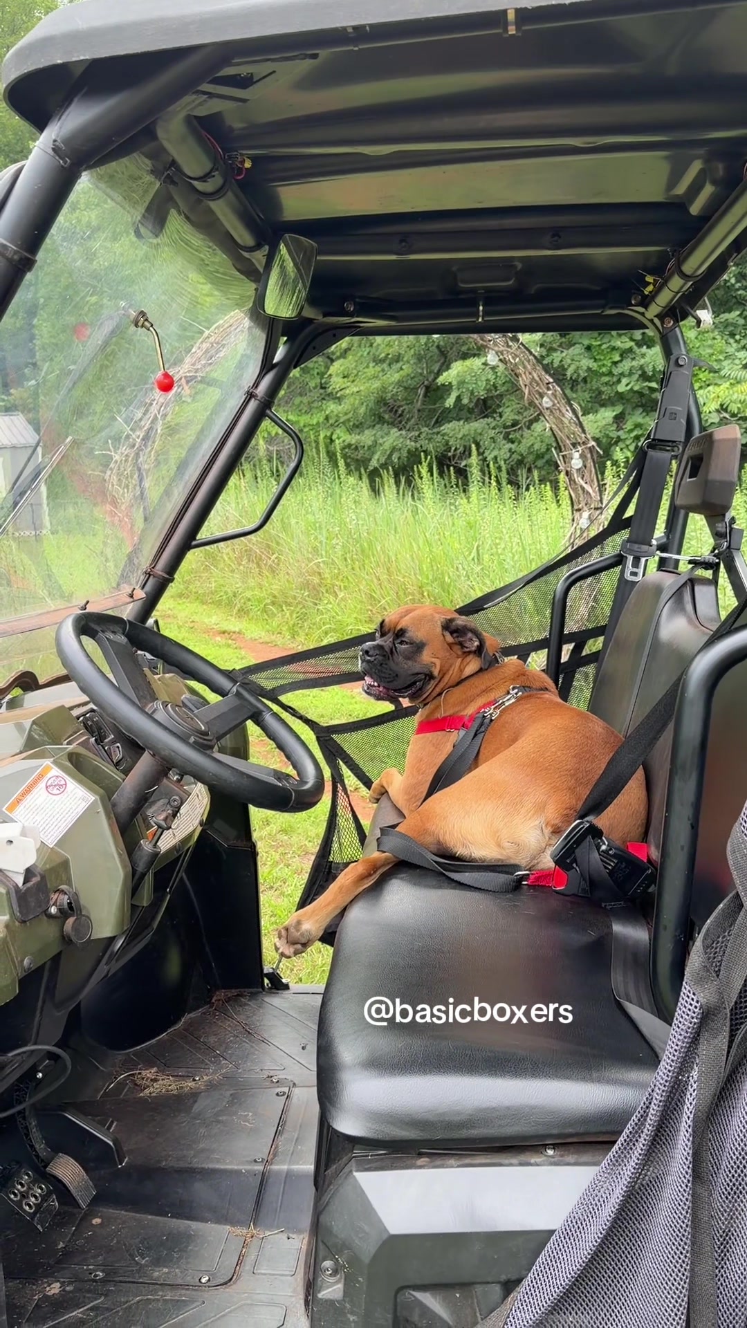 @basicboxers