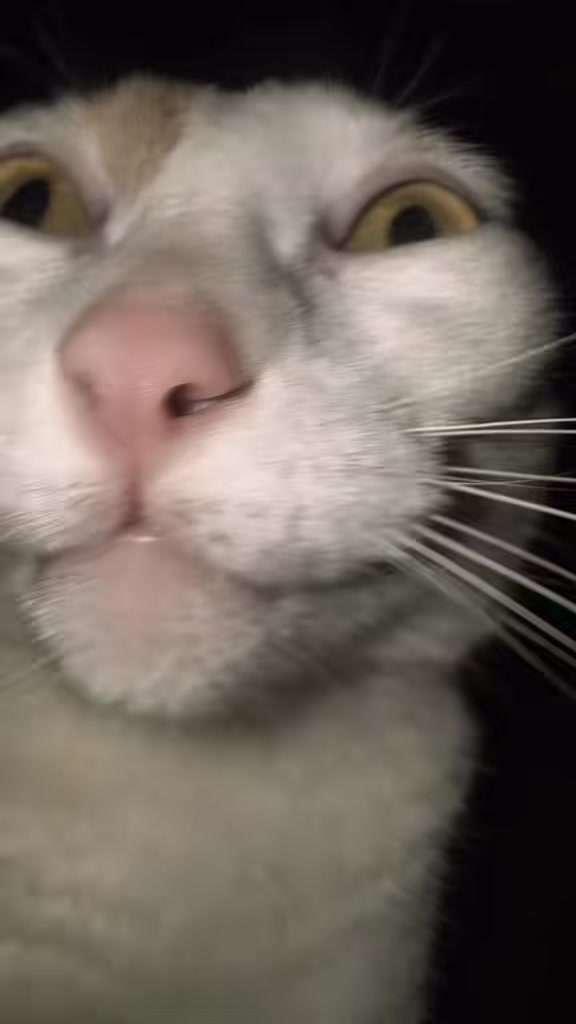 @oopygooper