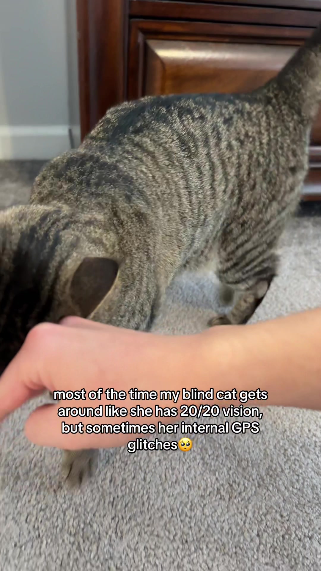 @𝘼𝙢𝙗𝙚𝙧 & 𝙎𝙩𝙚𝙫𝙞𝙚