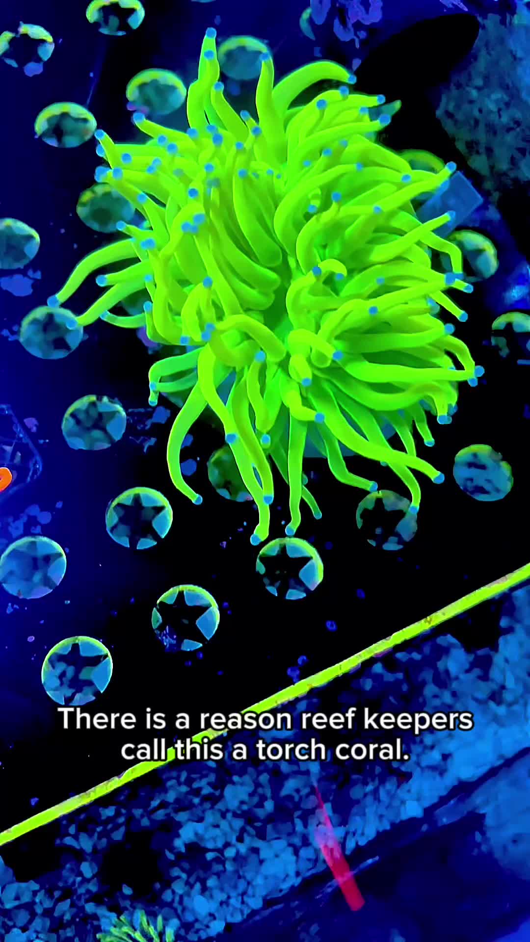 @Reeftogo
