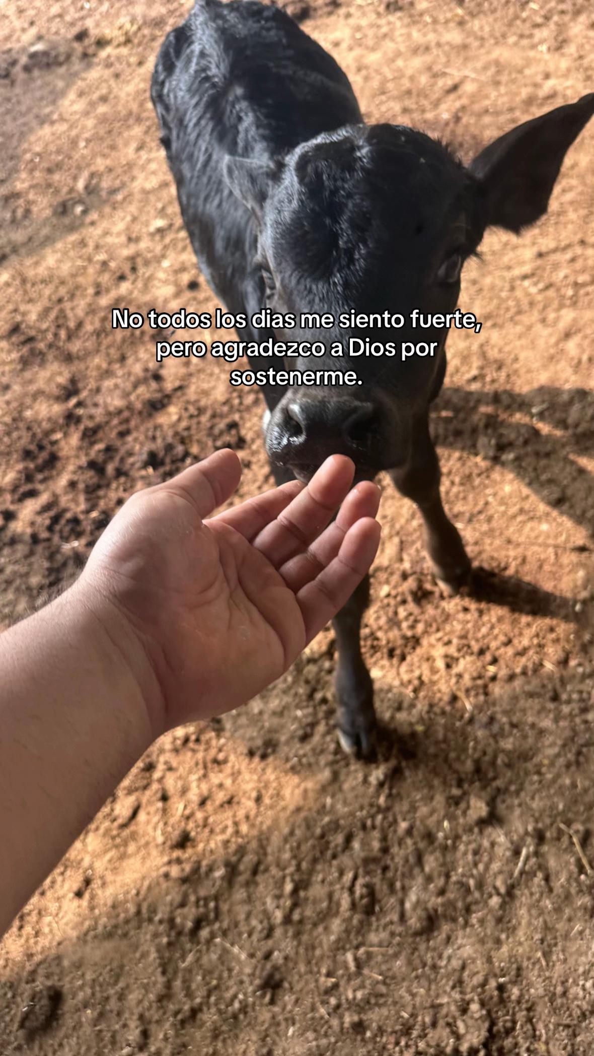 @Gustavo Aguirre