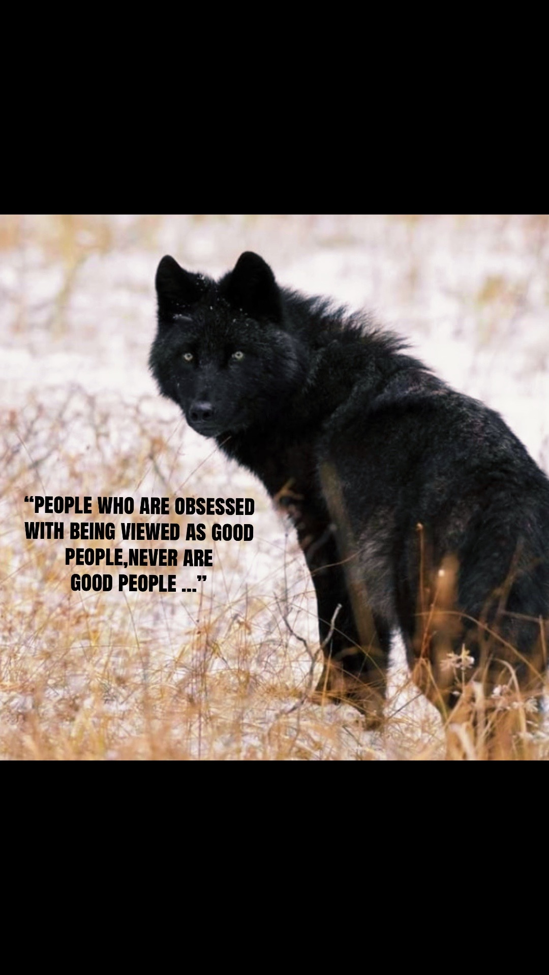 @🪬Conscious_LoneWolf🐺