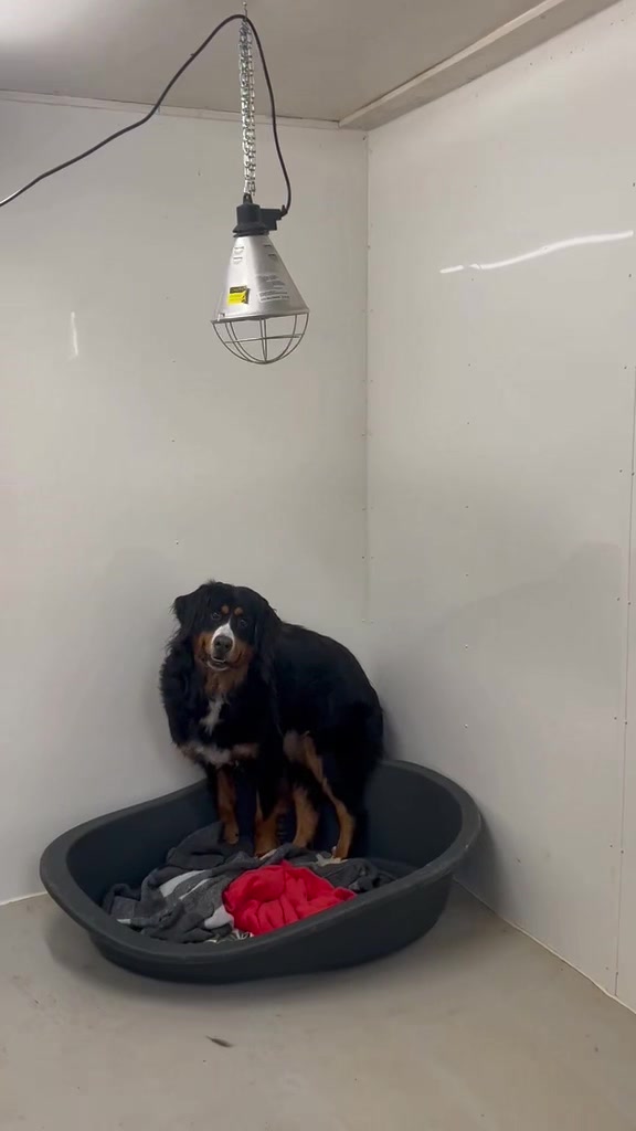 @Many Tears Animal Rescue🐾