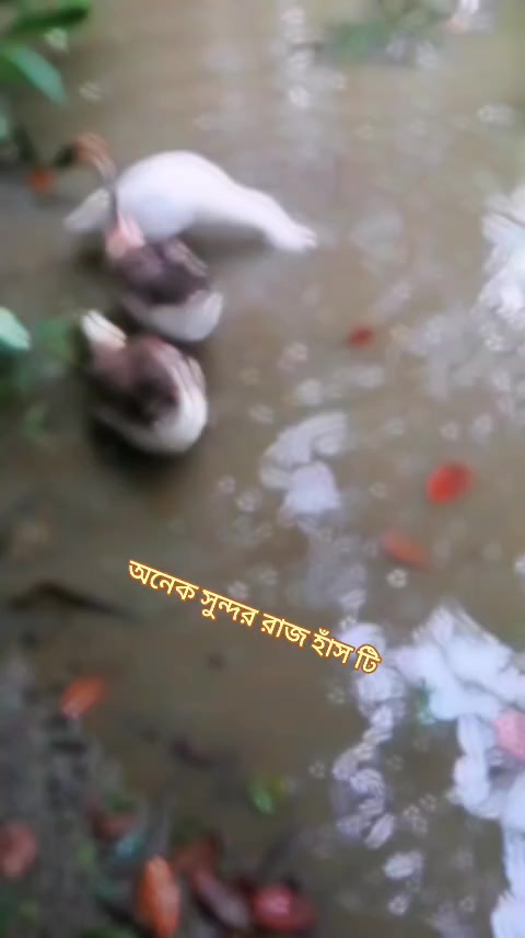 @Sofia Sathi