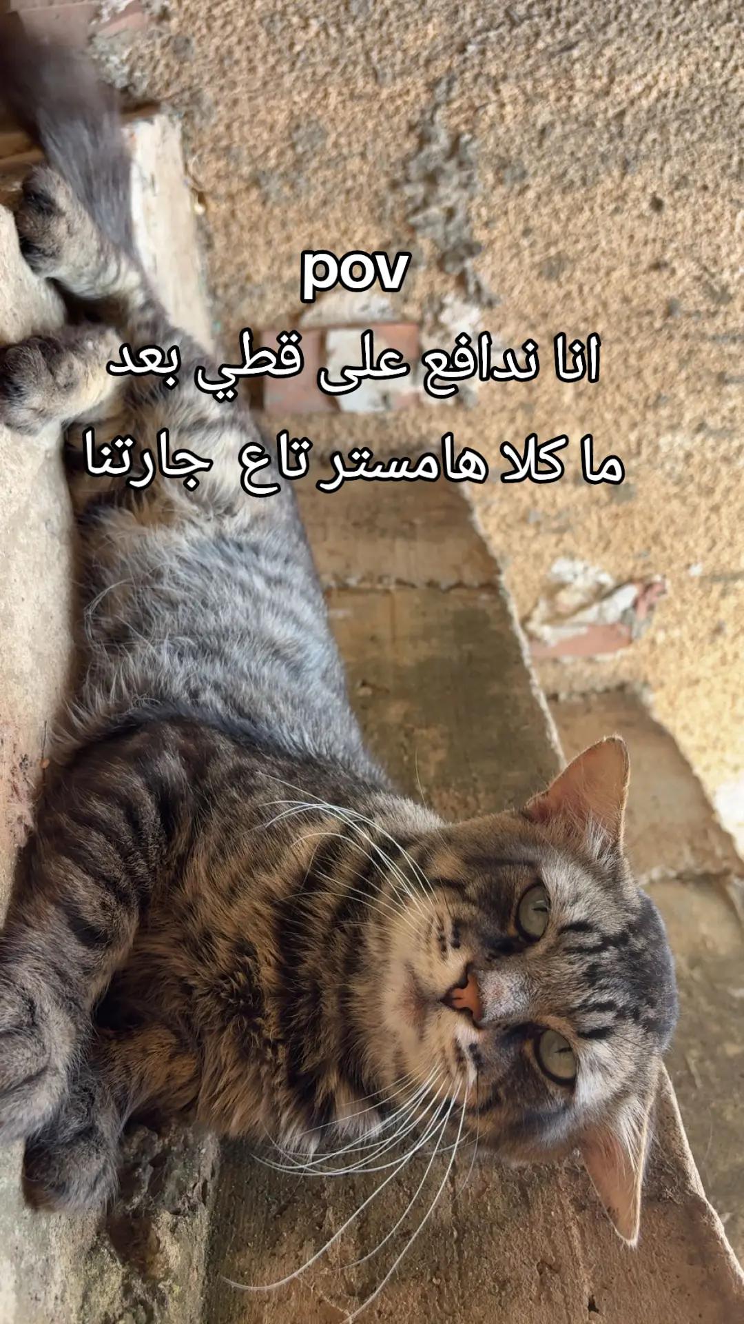 @🩷كوثر🩷kawther BL 🩷