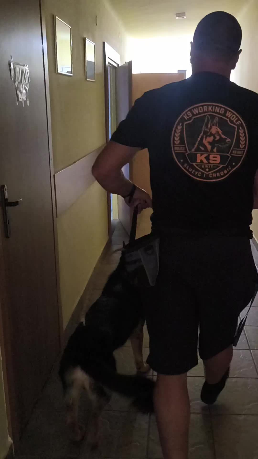 @K9 Working Wolf