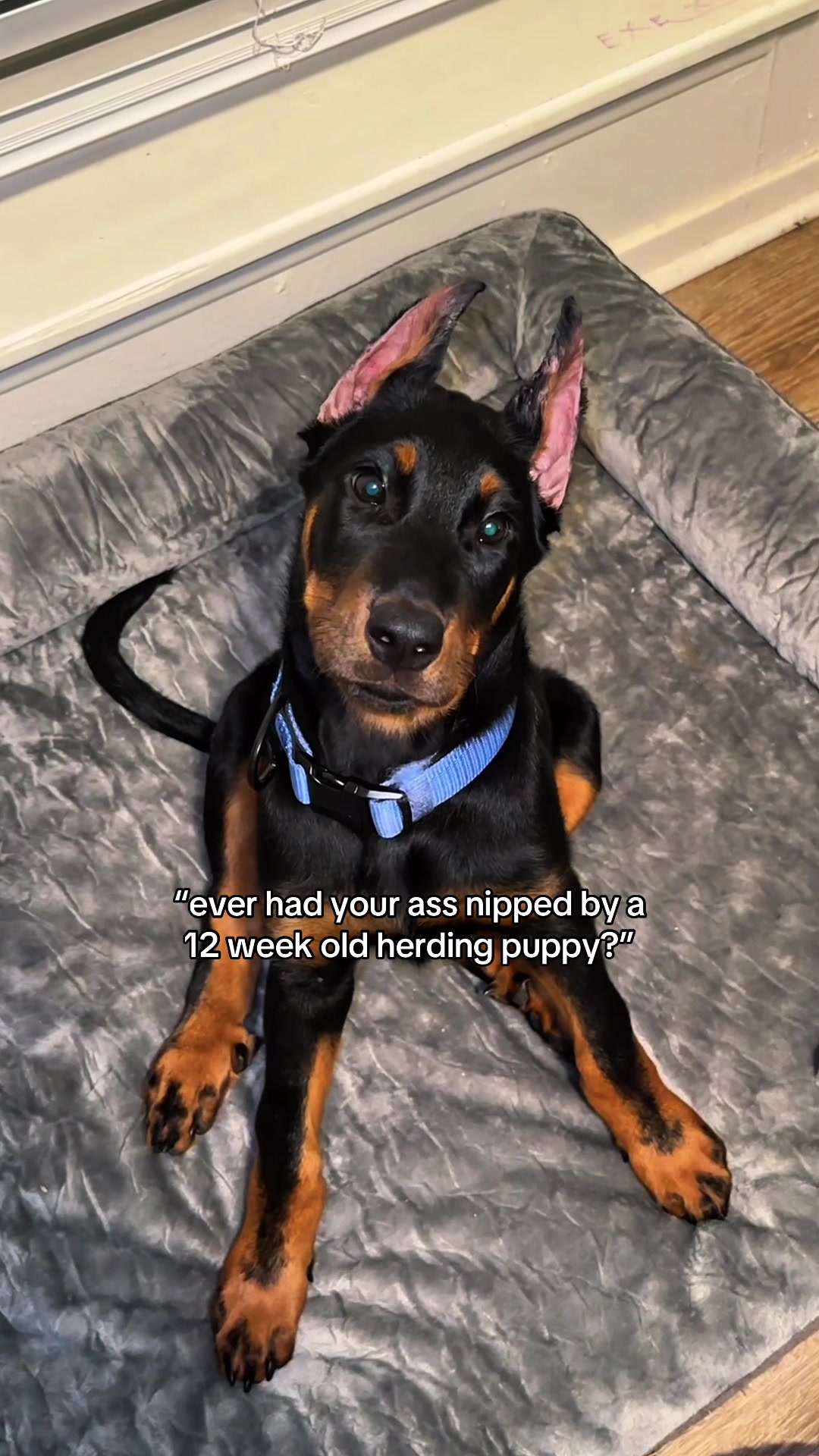 @Repti.snoot
