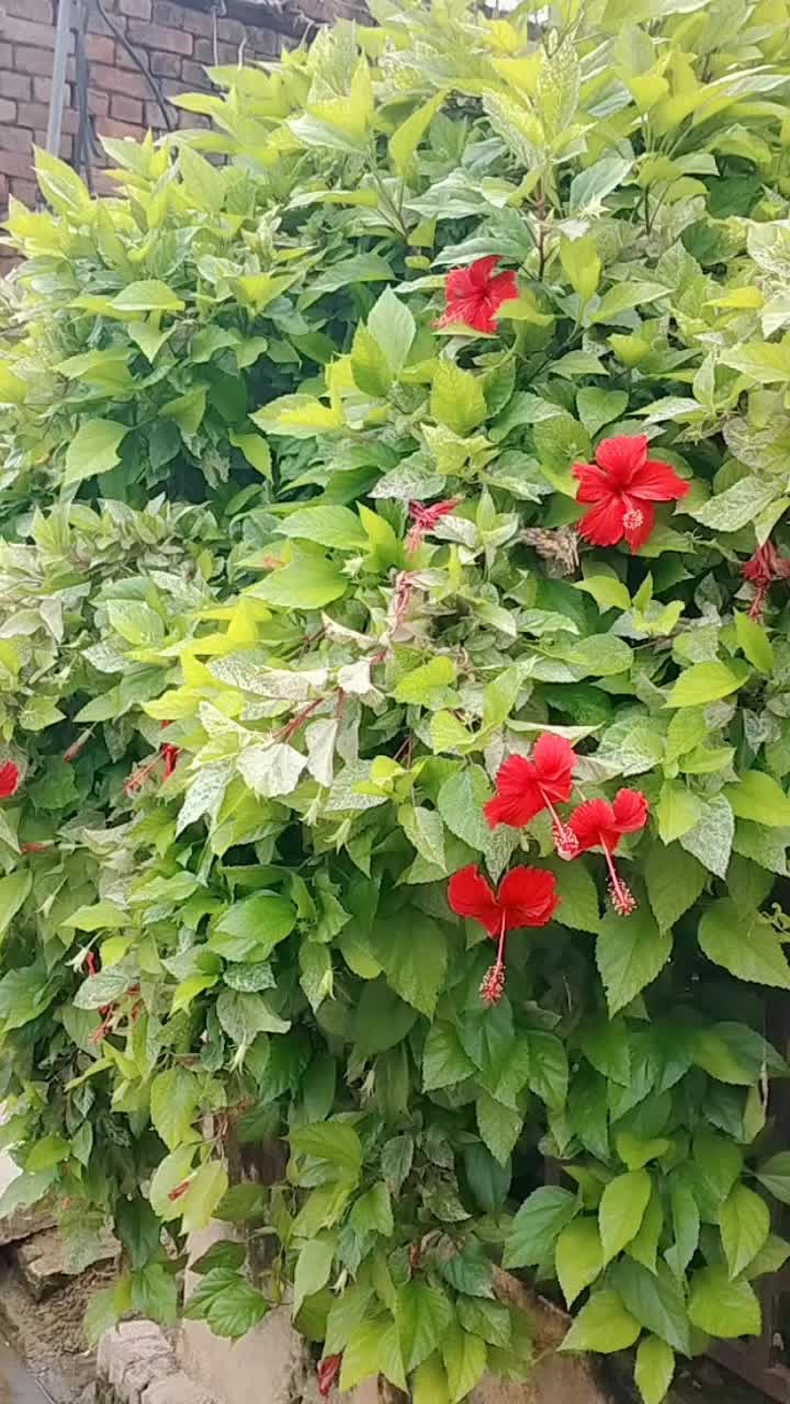 @Pardesi ki pendu wife hon🇦🇪