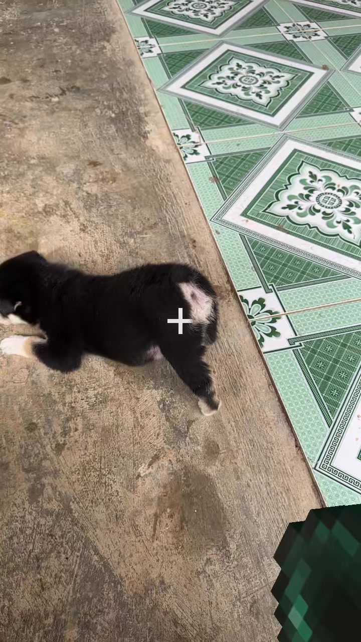 @Pet❤️&zwj;🔥