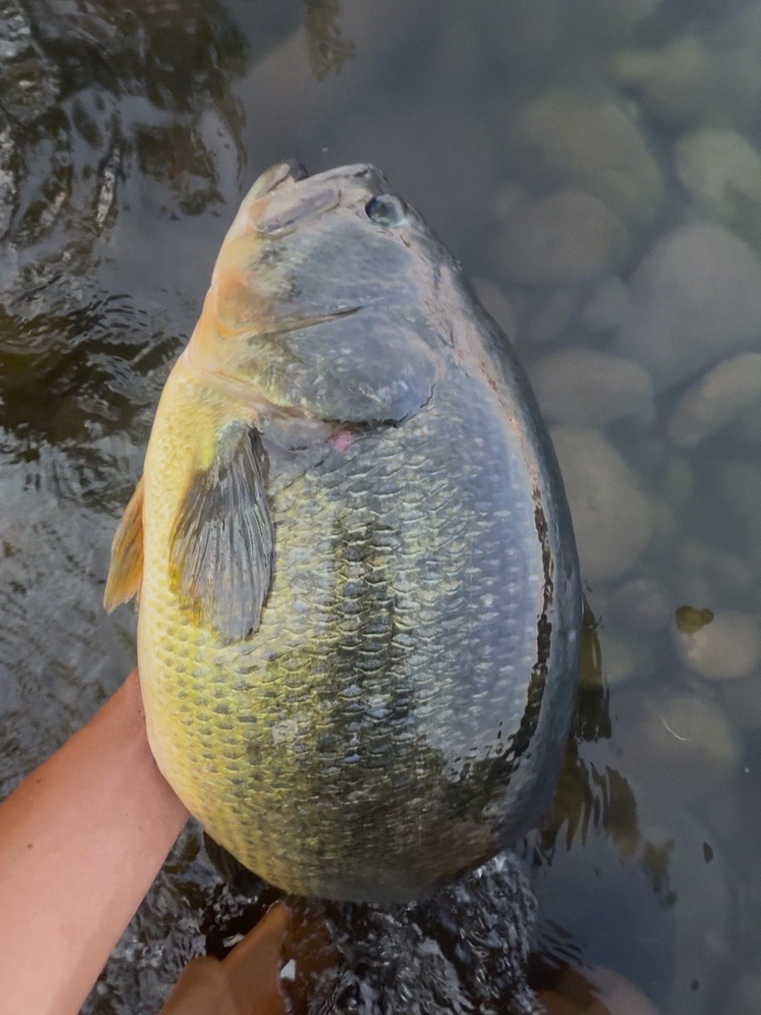 @FishGuy