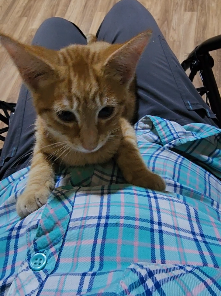 @Kitty Sanctuary