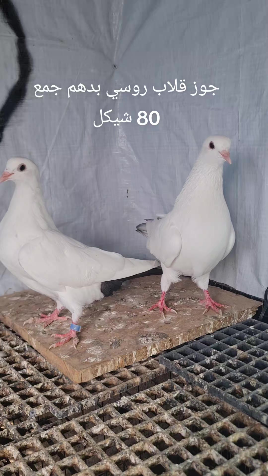 @Pigeons Tv