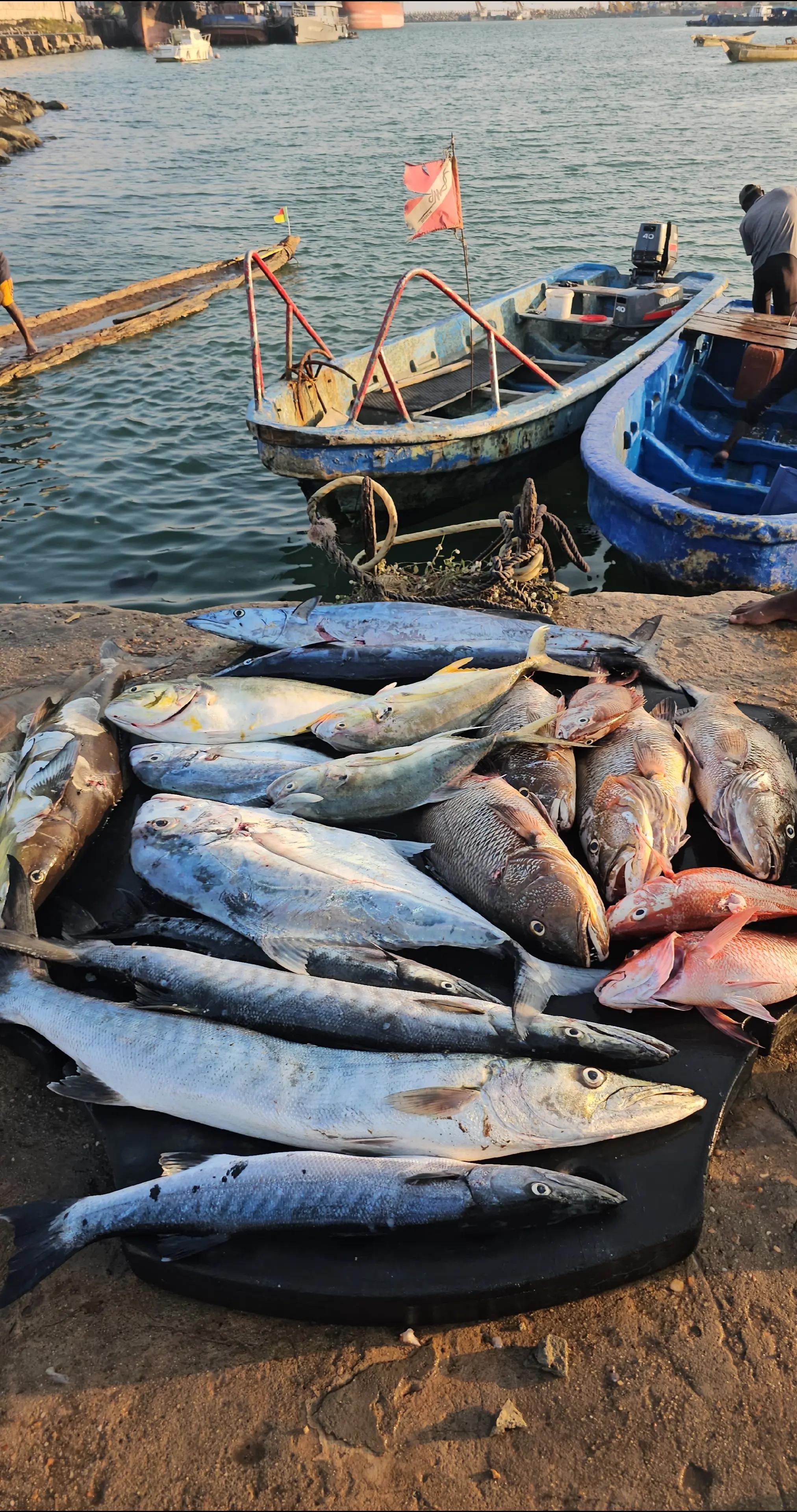 @Chasse Sous-Marine B&eacute;nin