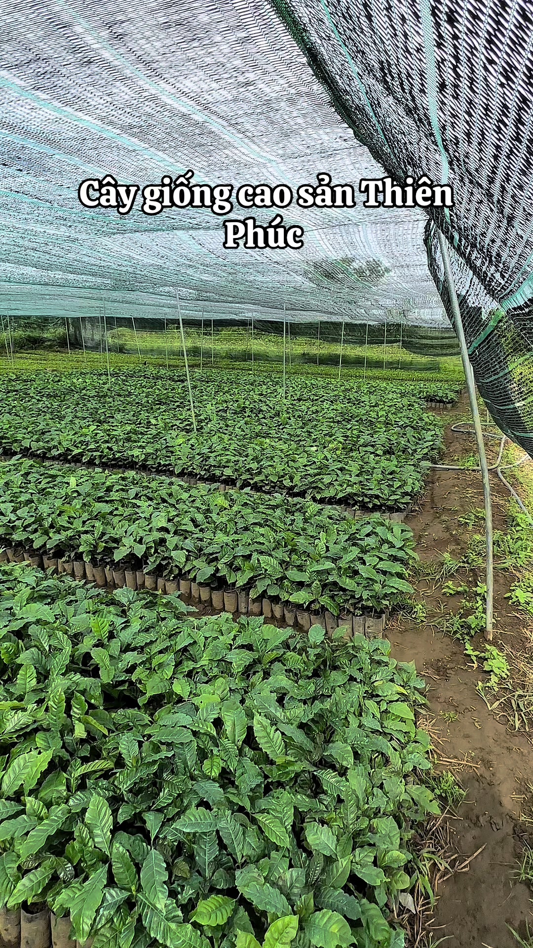 @Th&agrave;nh Bảo L&acirc;m