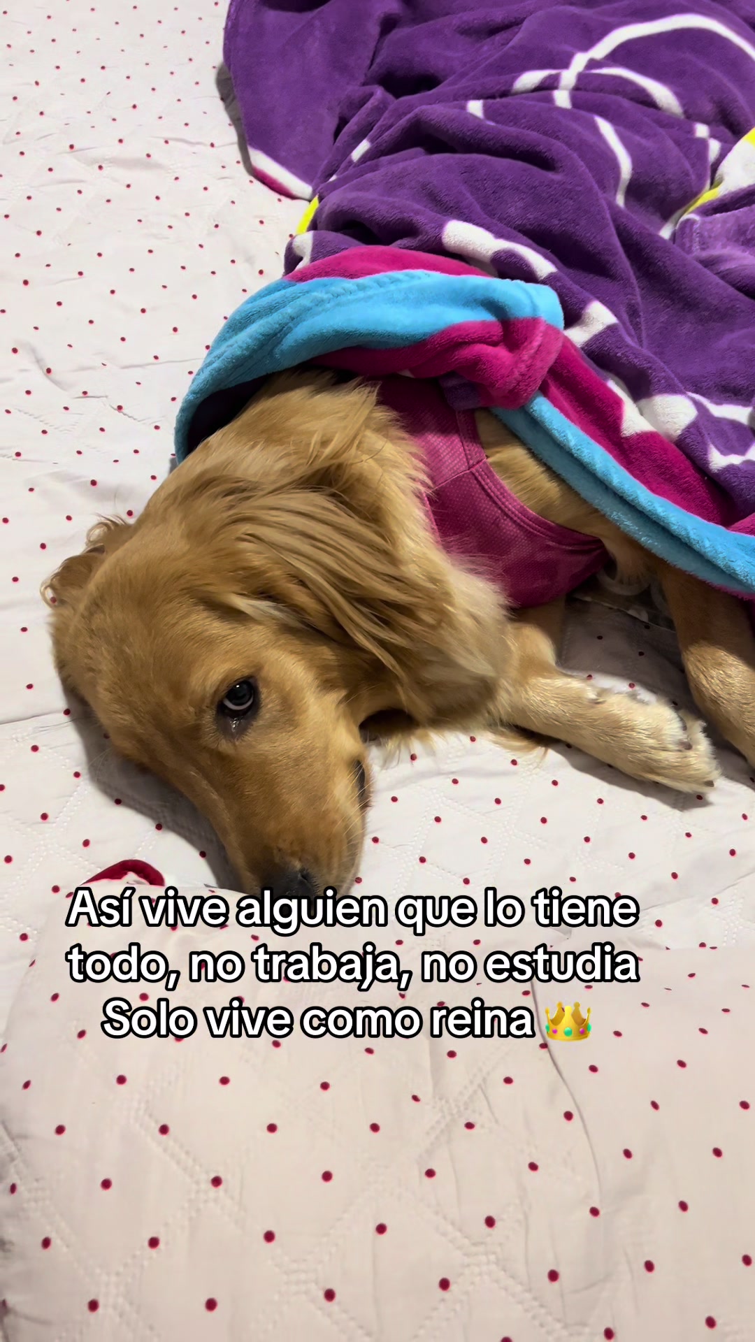 @Mila 🐶