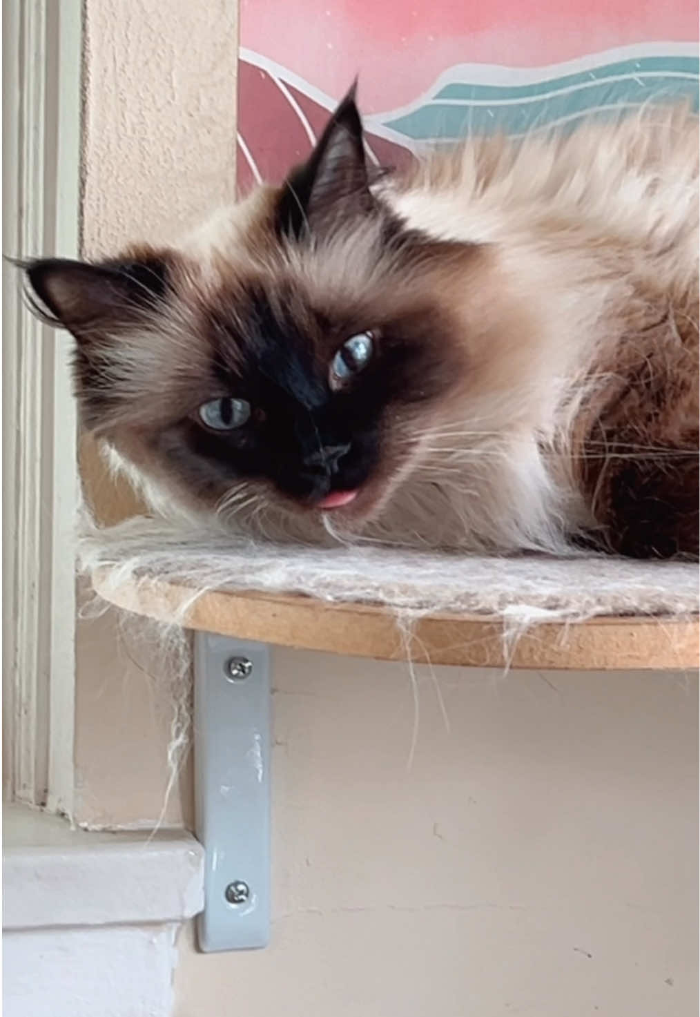 @My Cat Is People 🇨🇦