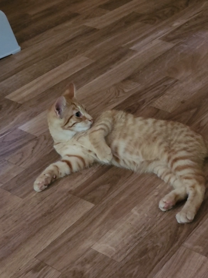 @Kitty Sanctuary