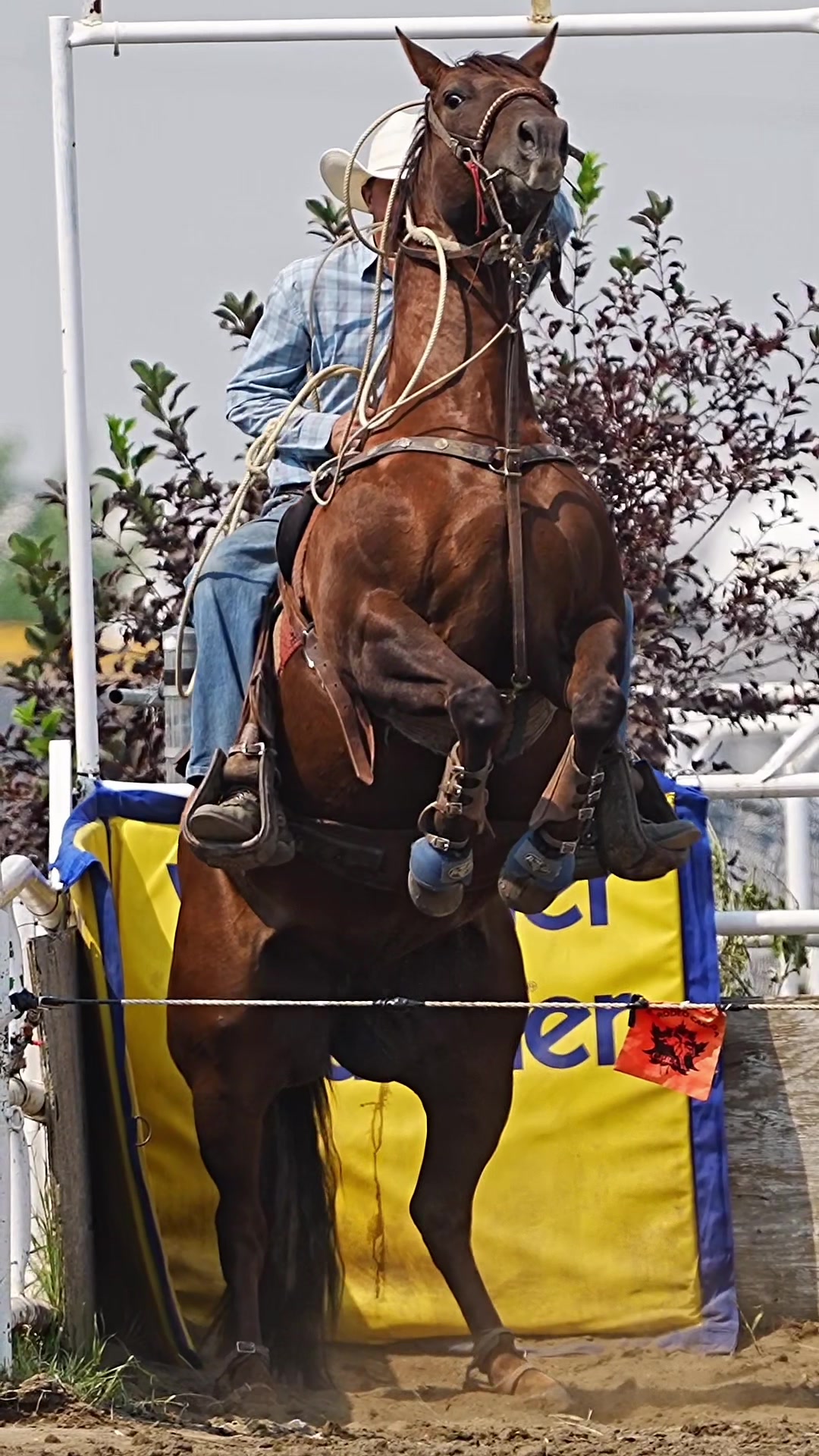 @Hanginghorses