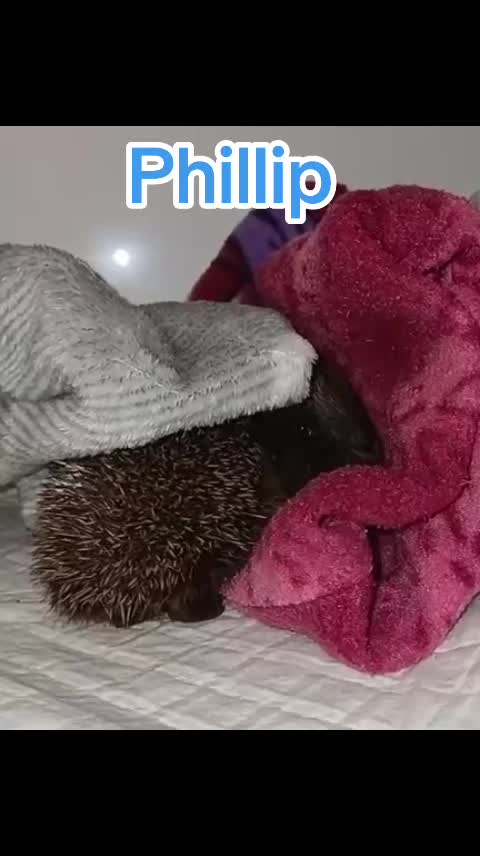 @Ryston Rachel's Hedgehog Hotel