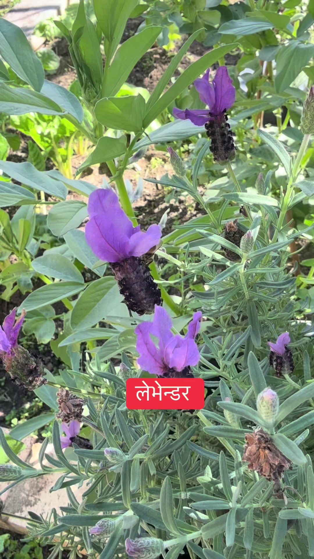 @Sarmila Paudel