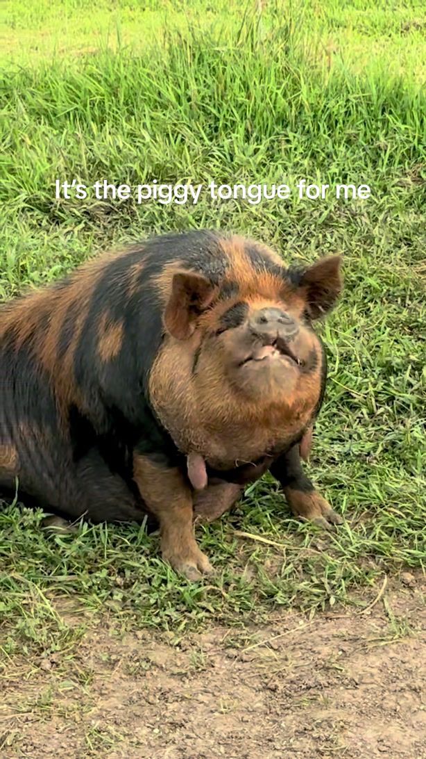 @prairiepiglets