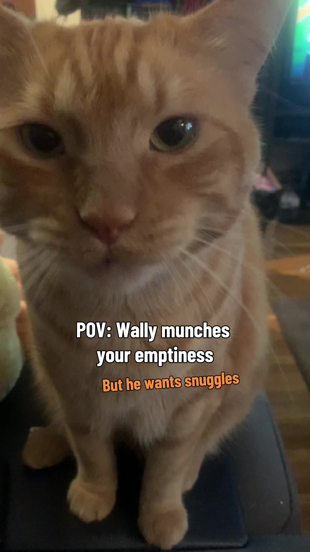 @diycatgeek (Wally & Howl)