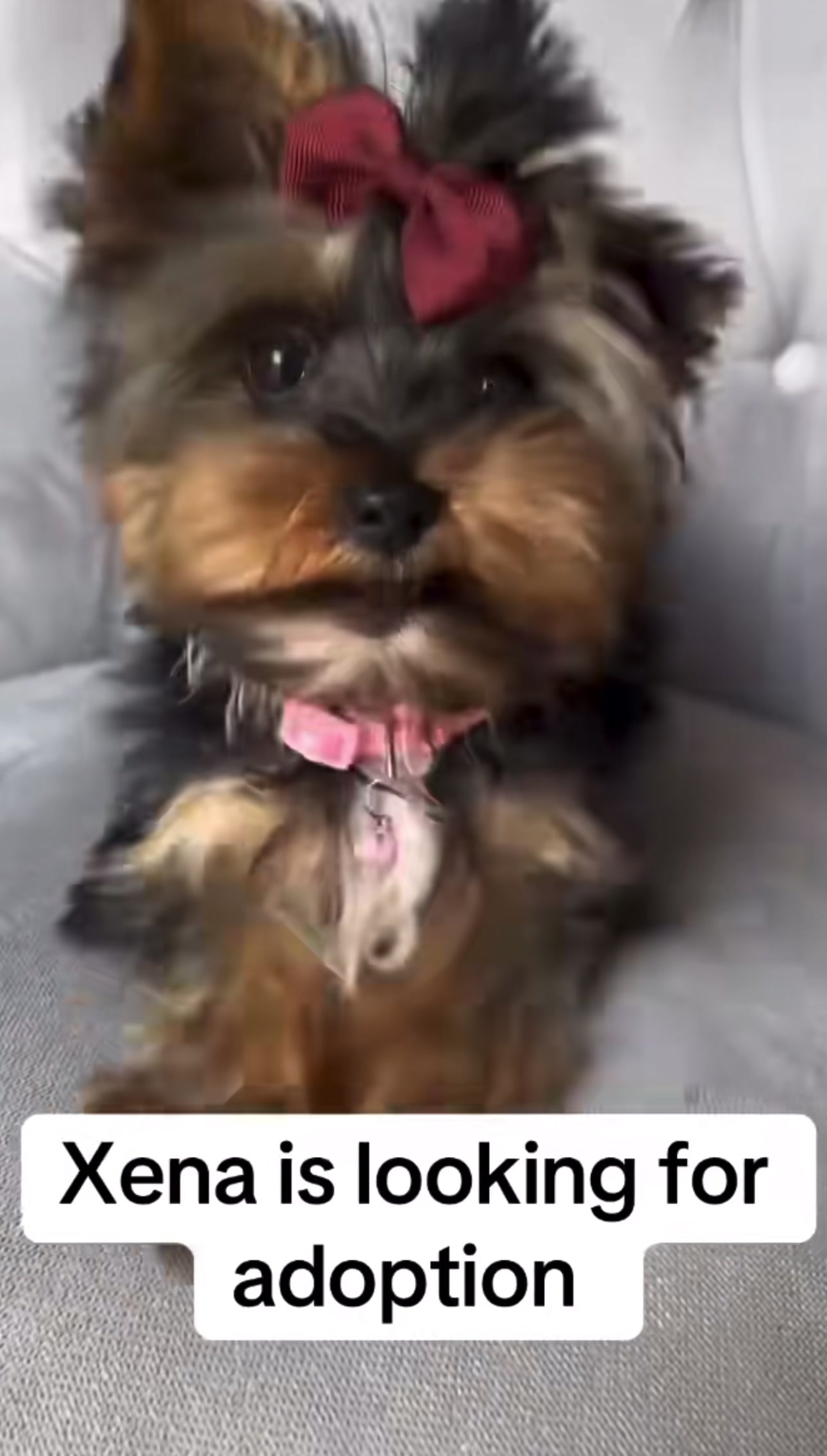 @Yorkies puppies for Adoption