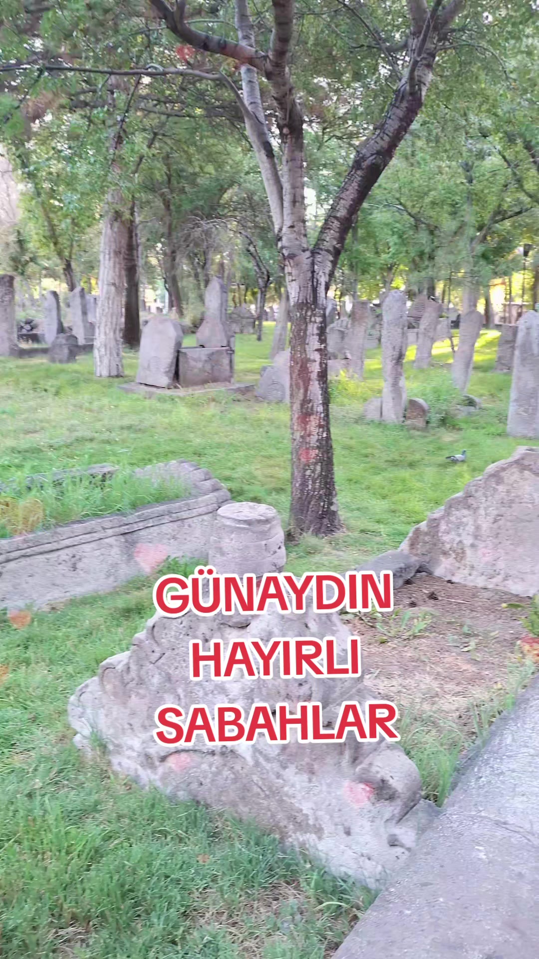 @gulvehsrn
