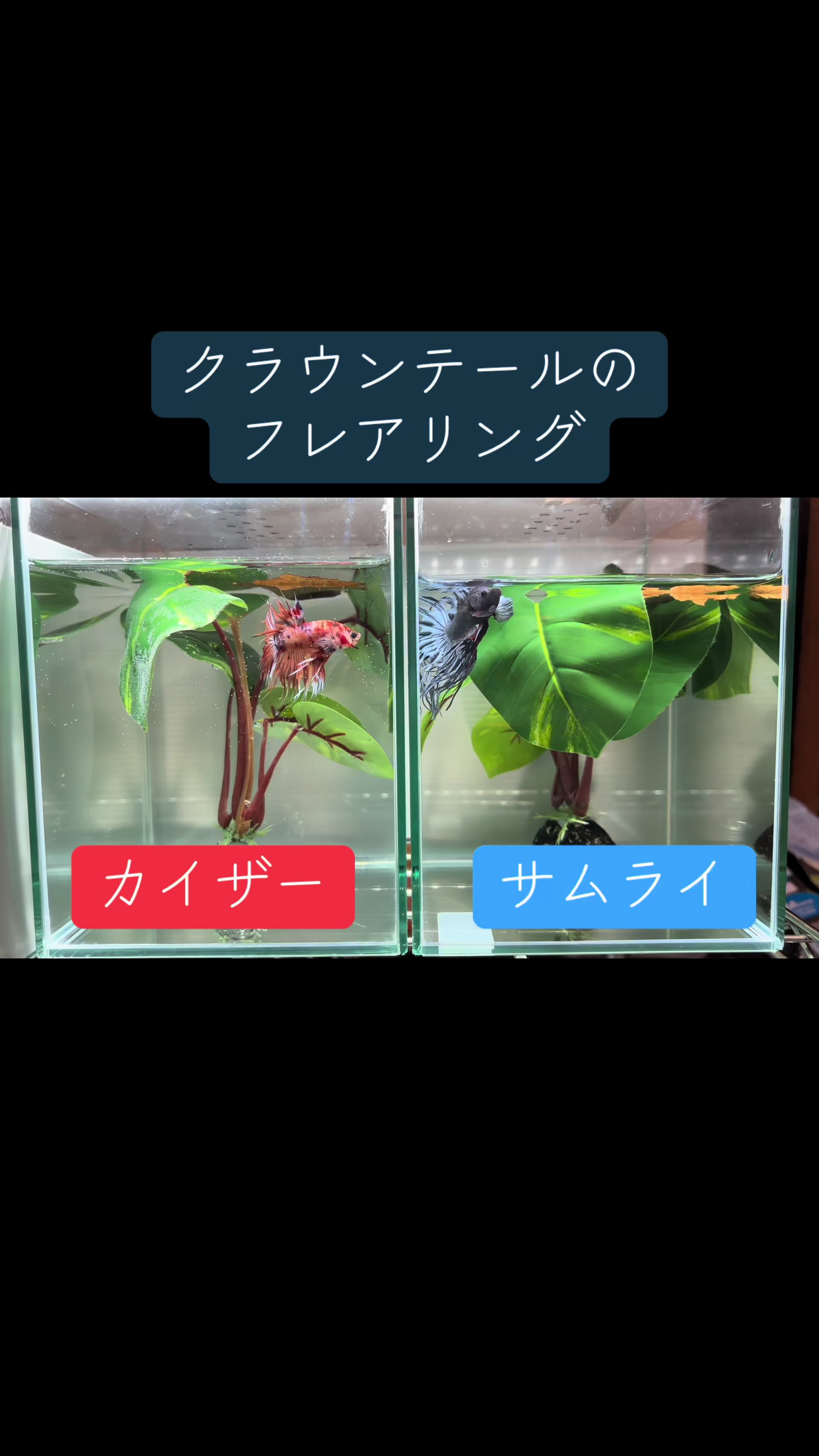 @ちあ🐠🫧