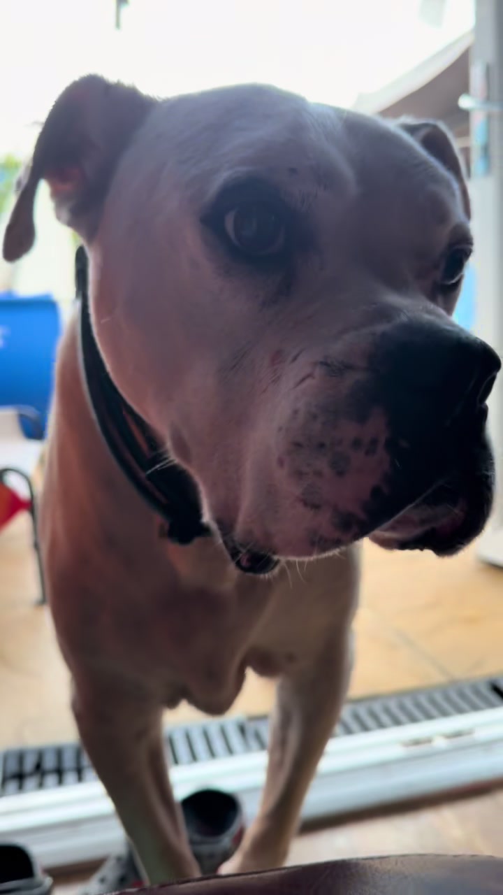 @Mkn_dogs