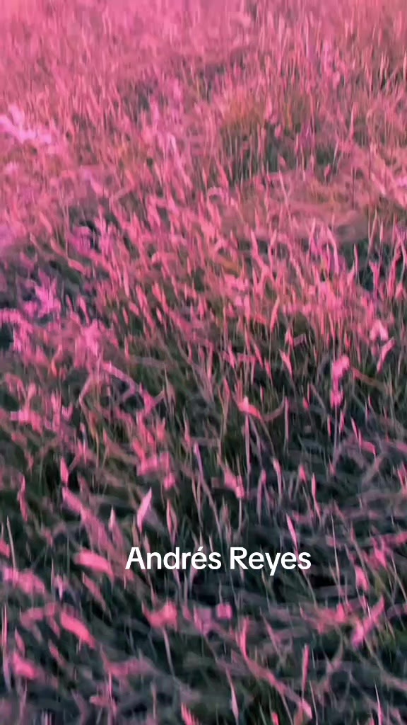 @Andr&eacute;sReyes